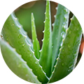 알로에 베라